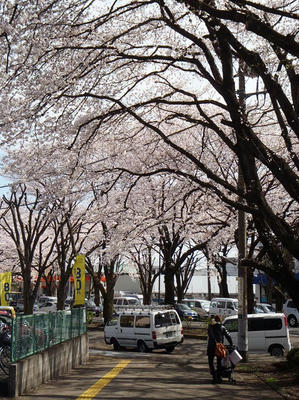 相模原の桜05：3月26日