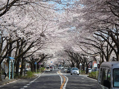 相模原の桜07：3月26日