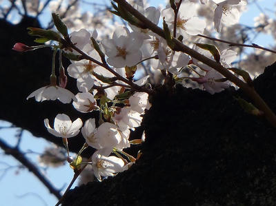 相模原の桜08：3月26日
