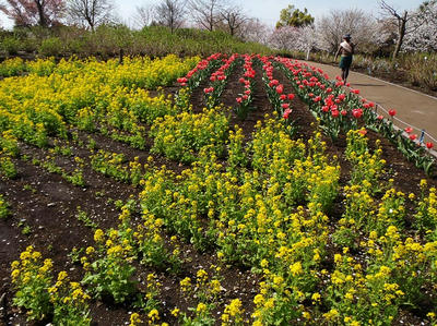 相模原北公園の菜の花とチューリップ：4月5日