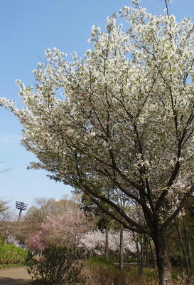 相模原北公園のオオシマザクラ：4月5日