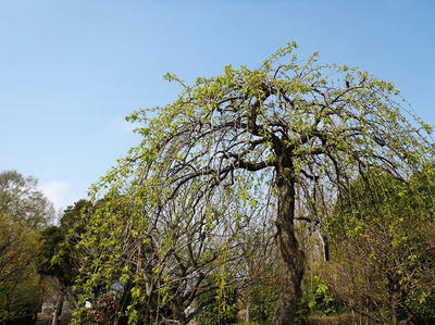 相模原北公園の梅：4月5日