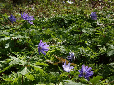 相模原北公園のキクザキイチゲ：4月5日