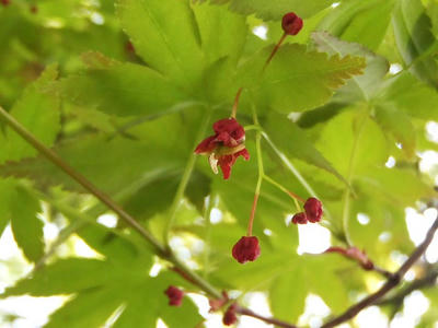 相模原北公園のモミジの花：4月5日