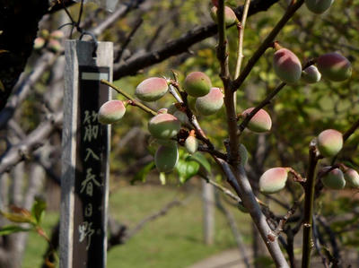 相模原北公園の梅:4月12日