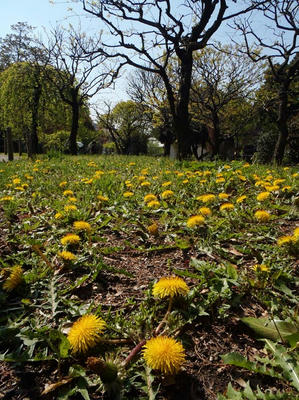 相模原北公園の梅の木の下のタンポポ：4月12日