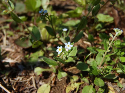 相模原北公園の梅の木の下のキュウリグサ：4月12日