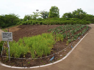 相模原北公園の菜の花とチューリップは終わり：2013年4月30日