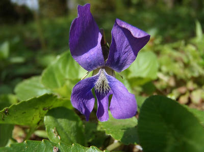 相模原北公園のスミレ（未同定）の花：2013年4月18日