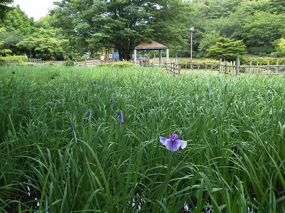 相模原北公園のショウブ:2013年5月28日