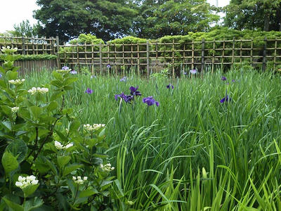 相模原北公園のショウブ:2013年5月28日