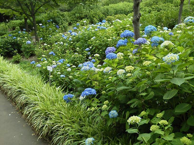 相模原北公園のアジサイ:2013年5月28日