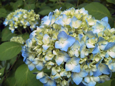 相模原北公園のアジサイ:2013年5月28日