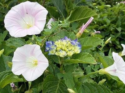 相模原北公園のアジサイ:2013年5月28日