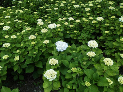 相模原北公園のアジサイ:2013年5月28日