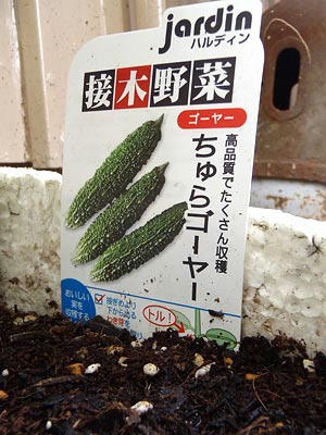 わが家のゴーヤ：2013年6月9日