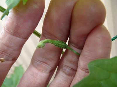 わが家のゴーヤの雌花：2013年6月9日