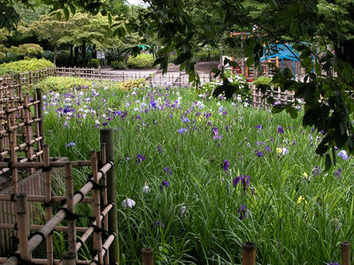 相模原北公園のショウブ：2013年6月14日