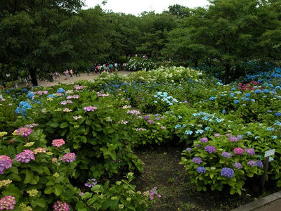 相模原北公園のアジサイ：2013年6月14日
