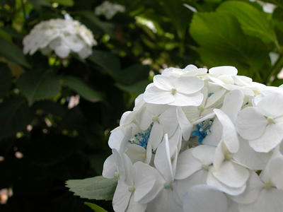 相模原北公園のアジサイ：2013年6月14日