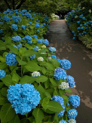 相模原北公園のアジサイ：2013年6月14日