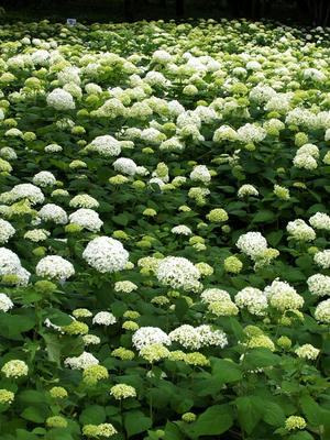 相模原北公園のアジサイ：2013年6月14日