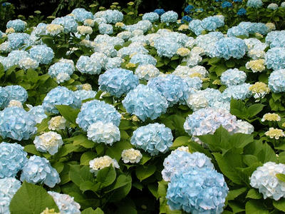 相模原北公園のアジサイ：2013年6月14日
