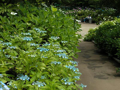 相模原北公園のアジサイ：2013年6月14日