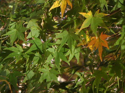 相模原北公園の紅葉2013年11月22日