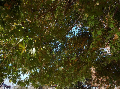 相模原北公園の紅葉2013年11月22日