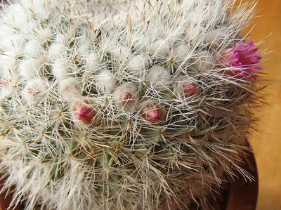 100均サボテン開花20140101