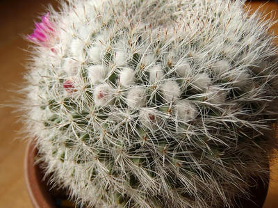 100均サボテン開花20140101