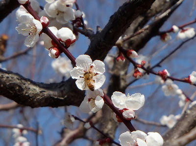 相模原北公園の梅：2014年3月25日