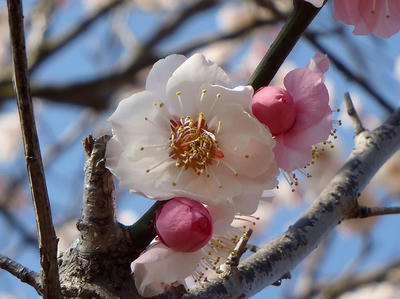 相模原北公園の梅：2014年3月25日