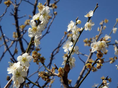 相模原北公園の梅：2014年3月25日