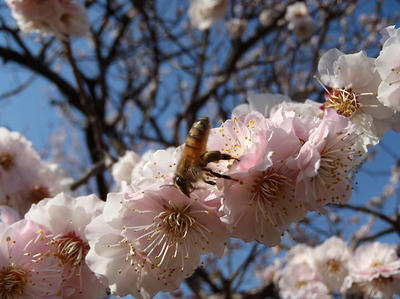 相模原北公園の梅：2014年3月25日