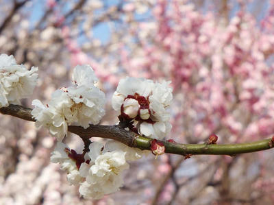 相模原北公園の梅：2014年3月25日