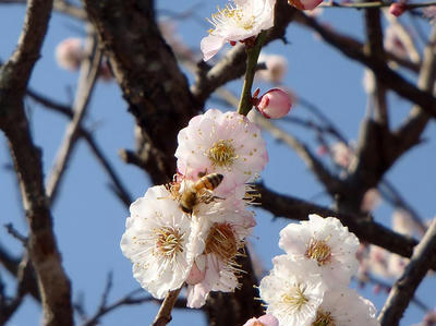 相模原北公園の梅：2014年3月25日