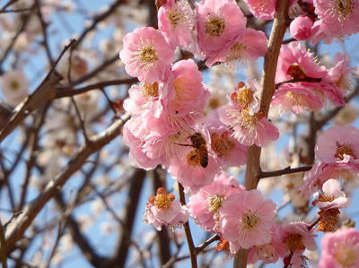 相模原北公園の梅：2014年3月25日