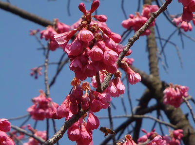 相模原北公園の花：2014年3月25日