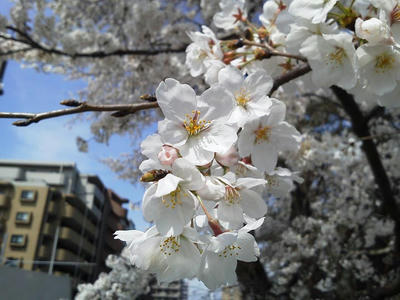 相模原の桜＠R16：2014年4月2日