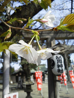 相模原の桜＠氷川神社：2014年4月2日