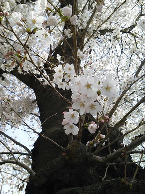 相模原の桜：2014年4月2日