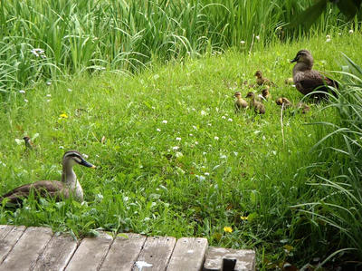 相模原北公園のカルガモ親子20140520