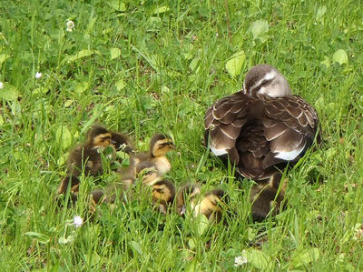 相模原北公園のカルガモ親子20140520