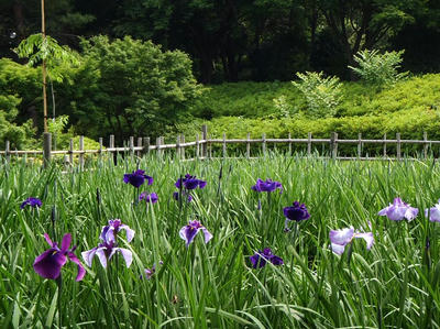 相模原北公園のショウブ：2014年6月3日