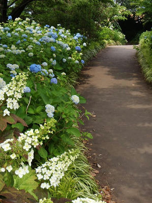 相模原北公園のアジサイ：2014年6月3日