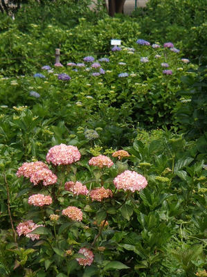 相模原北公園のアジサイ：2014年6月3日