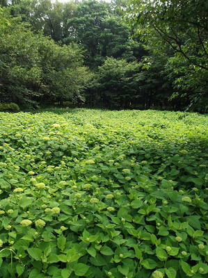 相模原北公園のアジサイ:2014年6月3日