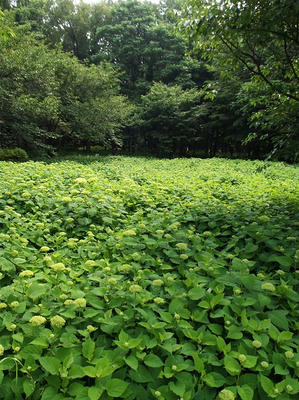 相模原北公園のアジサイ：2014年6月3日